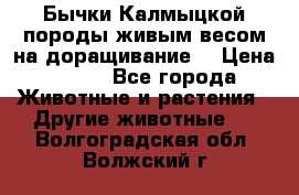 Бычки Калмыцкой породы живым весом на доращивание. › Цена ­ 135 - Все города Животные и растения » Другие животные   . Волгоградская обл.,Волжский г.